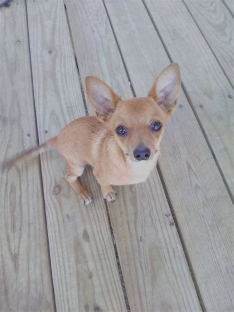 Chihuahuas are bold, high energy dogs that make wonderful companions for their owners but are suspicious of strangers. . Free chihuahua puppies arkansas
